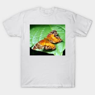 Orange Spotted Butterfly T-Shirt